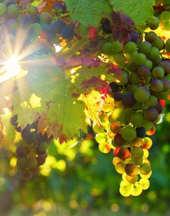 grapes-3550729_640